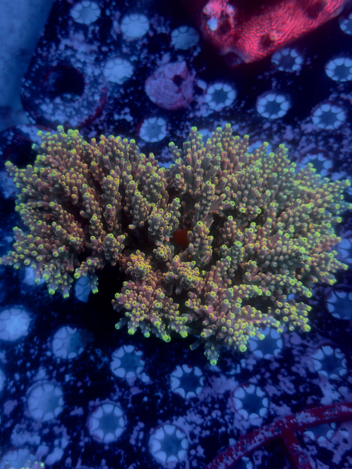 RMF Candyland Acropora