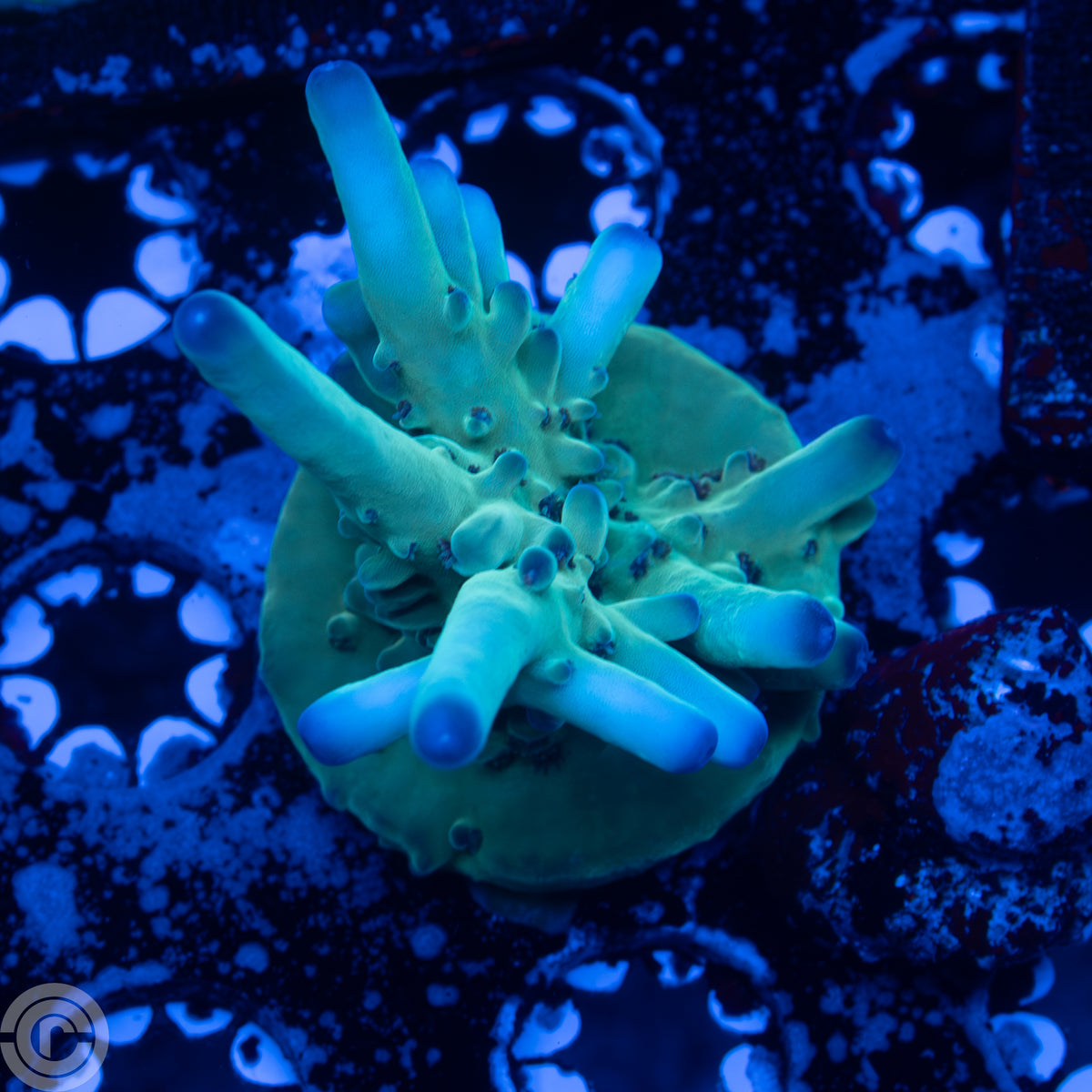 Battlecorals BPG (Blue Polyped Granulosa)
