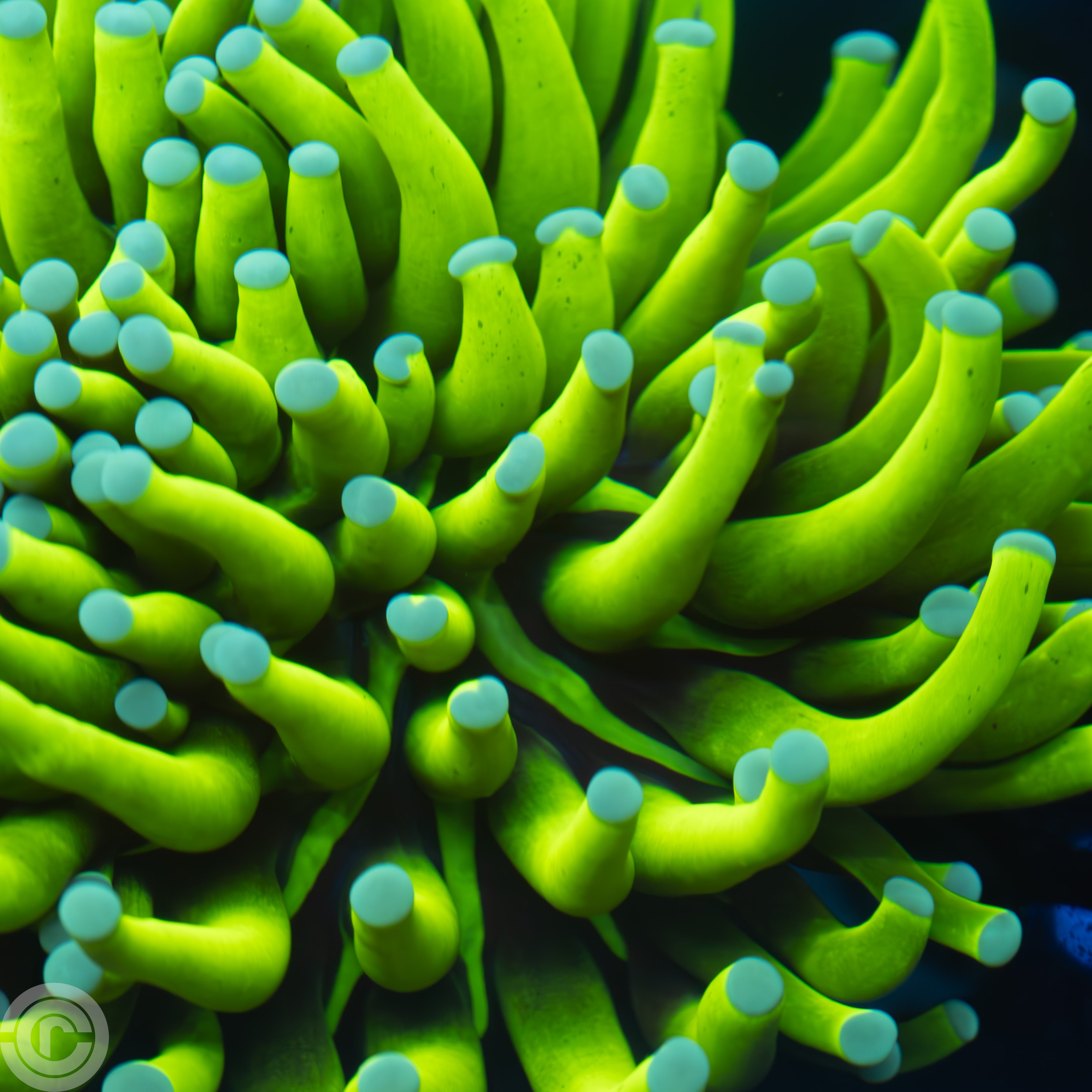 Torch Coral: The Rockstar of Reef Tanks - When to feed torch coral