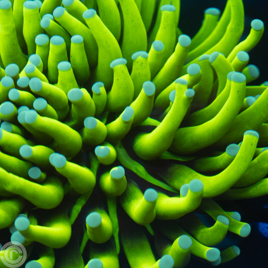insane ultra bright indo banana torch coral