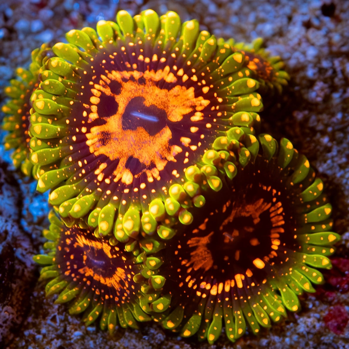 GM Chaos Zoa Zoanthid