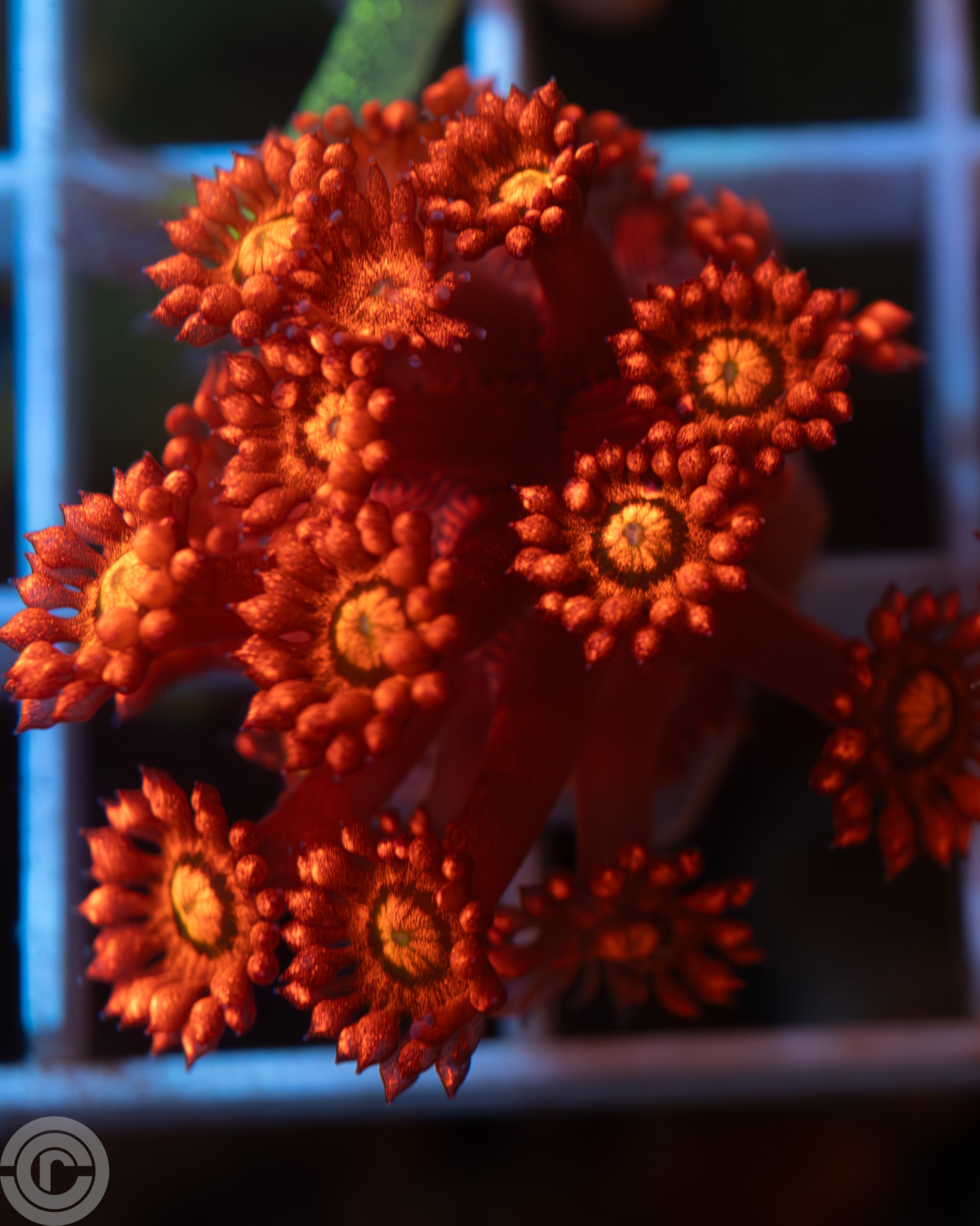 Scarlet Red Glitterbomb Goniopora Coral - Epic Live Coral for Reef Tanks