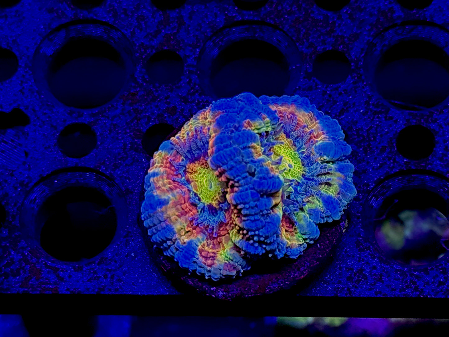 RCC Cookie Monster Acan – WYSIWYG