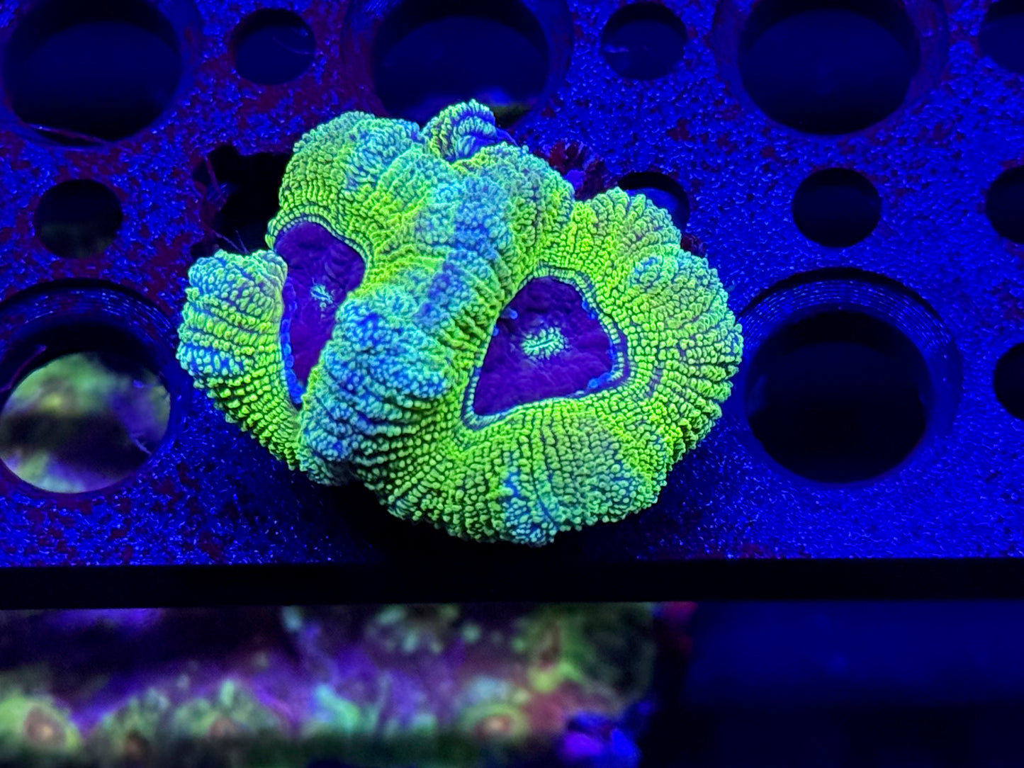 Green Glitter Acan