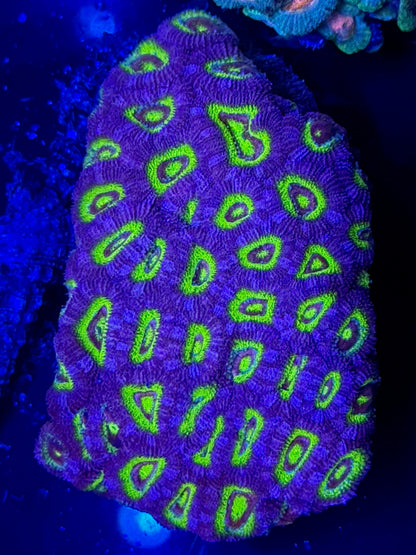 Cheshire Cat Micromussa