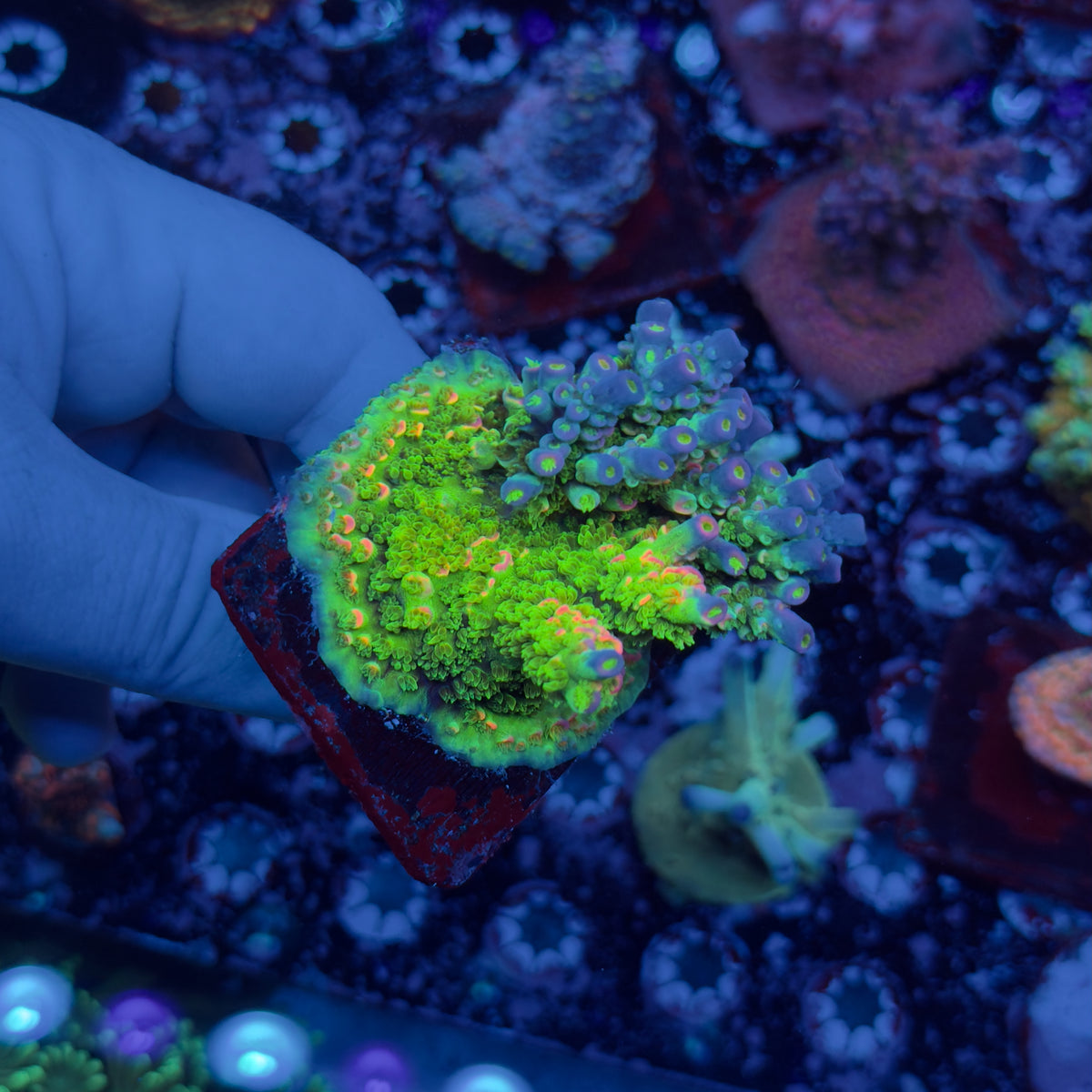 JF Homewrecker Acropora