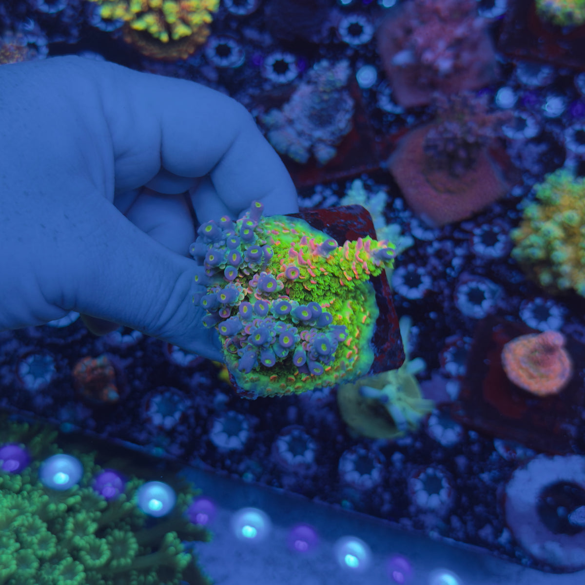 JF Homewrecker Acropora