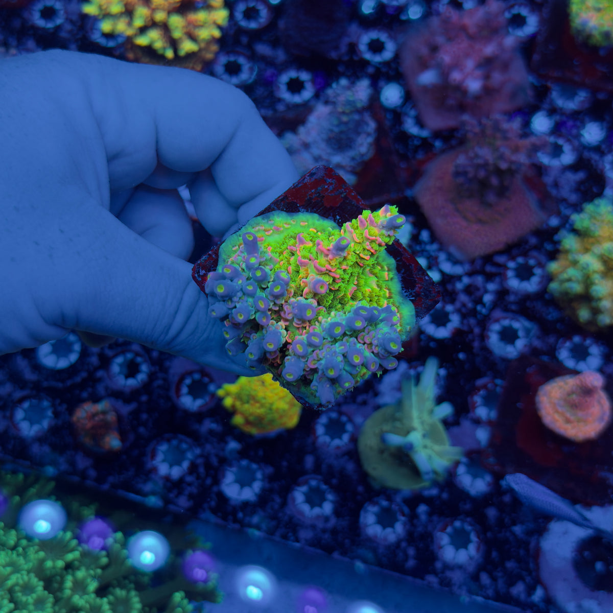JF Homewrecker Acropora