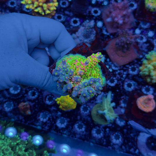 JF Homewrecker Acropora