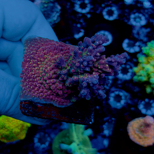 JF Frankie’s Neophobia Acropora — Retired