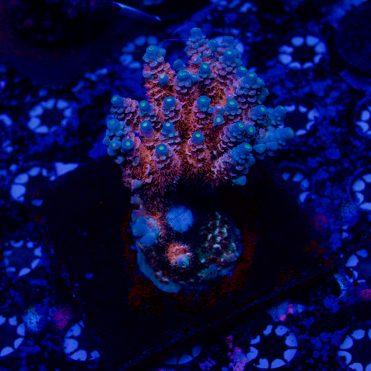 TCK Wildcard Acropora