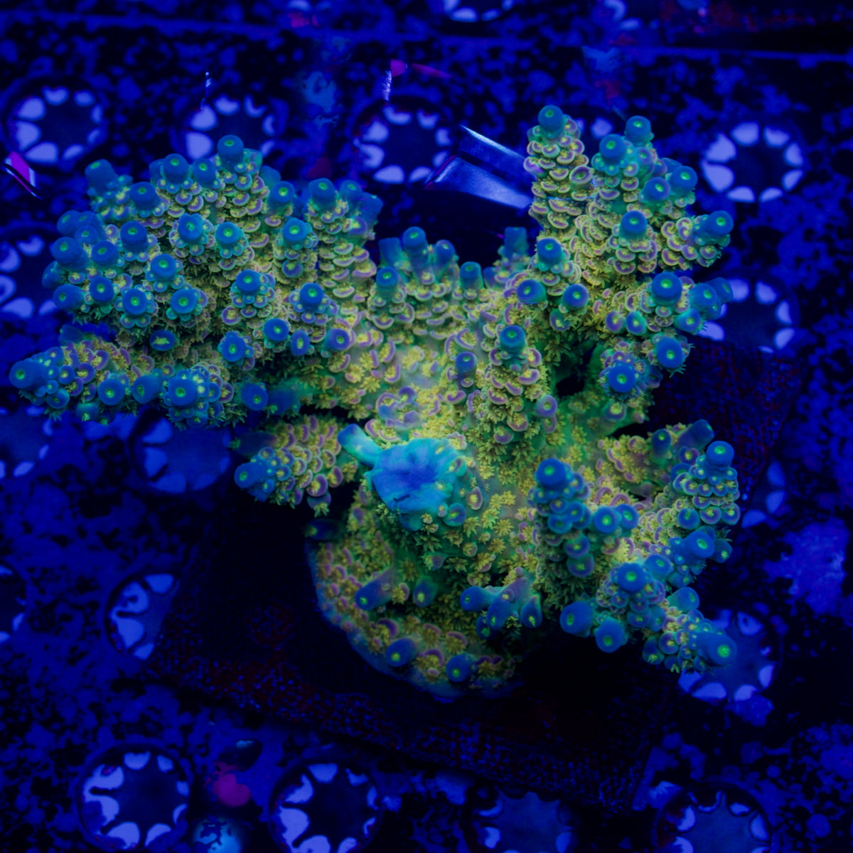 BigR Walt Disney Acropora