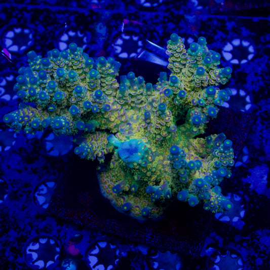 BigR Walt Disney Acropora