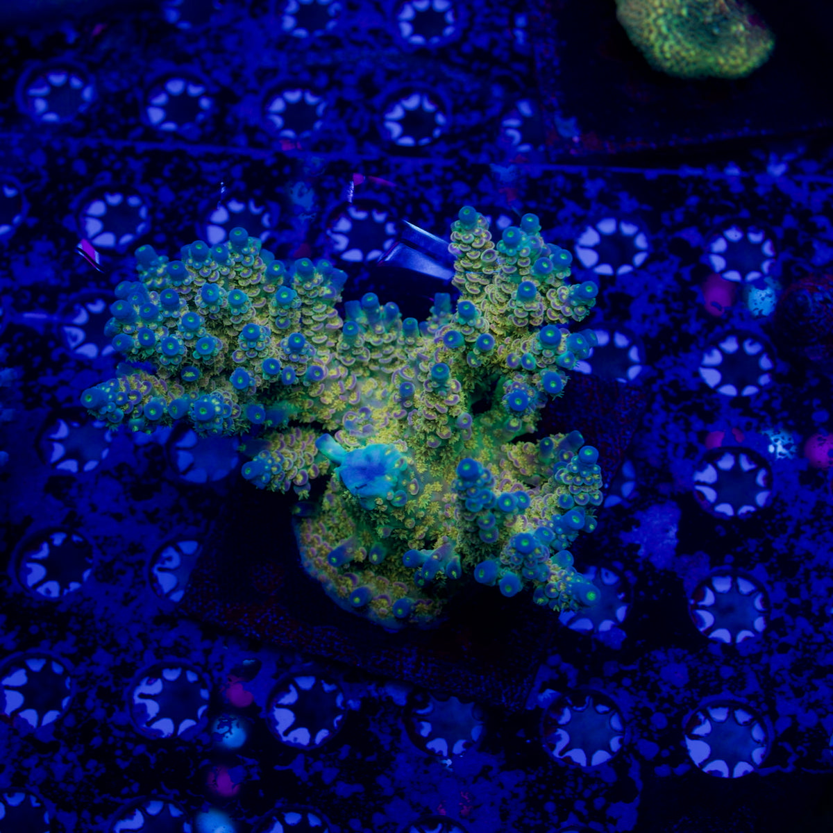 BigR Walt Disney Acropora