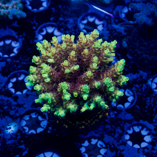Tyree Pink Lemonade Acropora