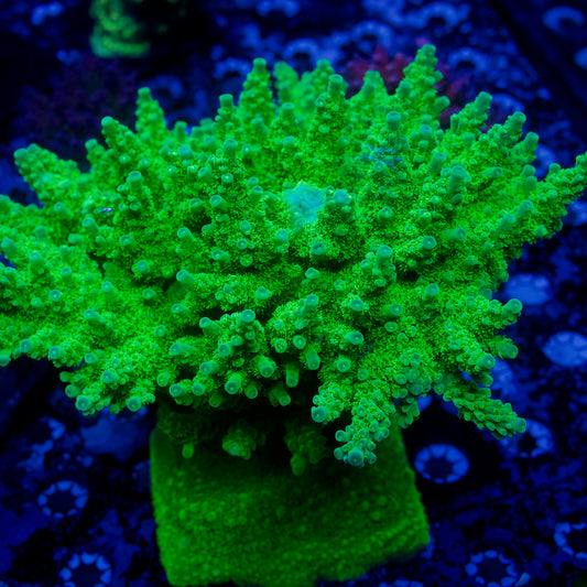 Jake Adams’ Toxic Green Acropora florida