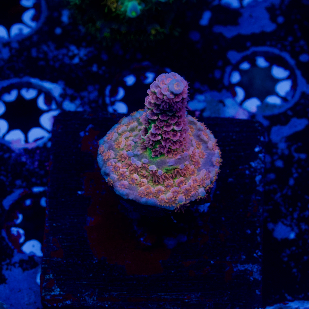 BC Laser Melon Acropora