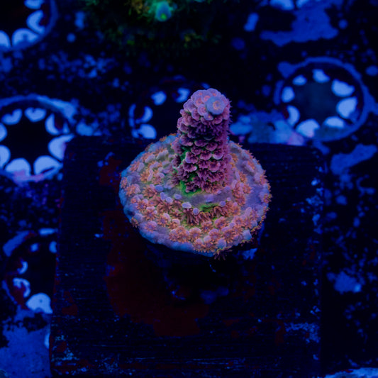 BC Laser Melon Acropora