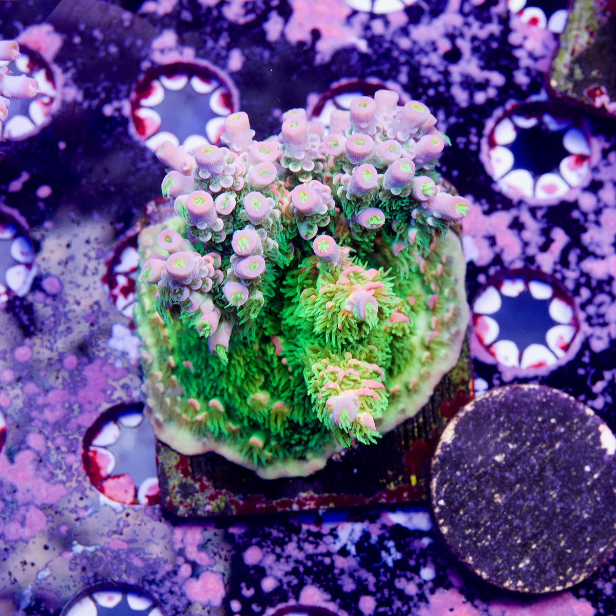 JF Homewrecker Acropora