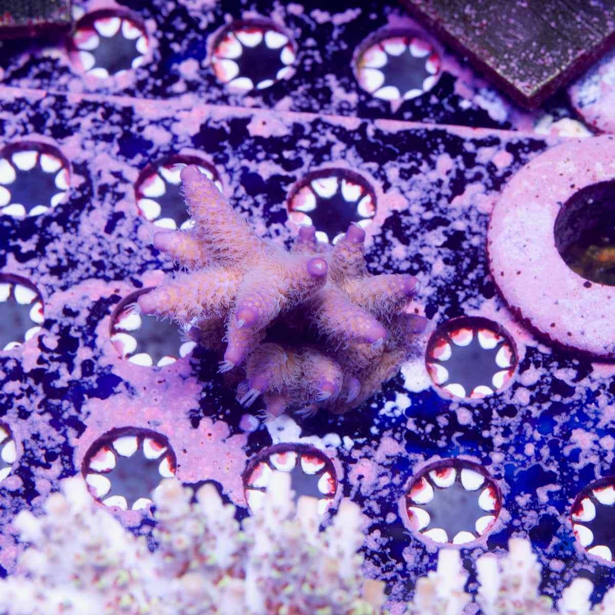 Raising Reefs Blue Flame Acropora