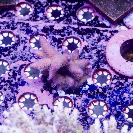 Raising Reefs Blue Flame Acropora