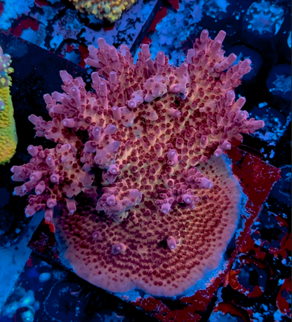 RR Robinhood Acropora — Retired