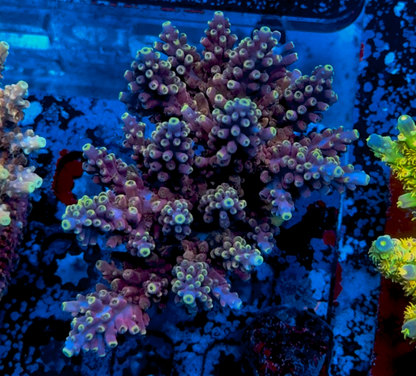 Brads Jaw Dropper Acropora