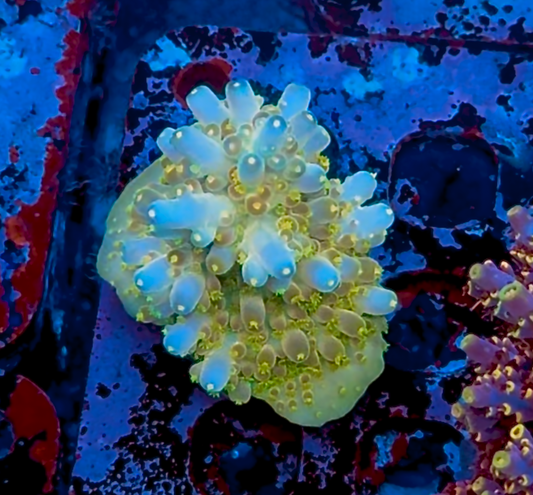 CCH Icarus Granulosa Acropora