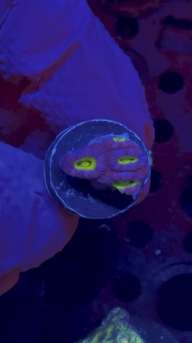 WYSIWYG Frag A — Cheshire Cat Micromussa