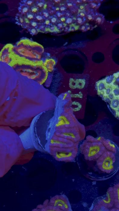WYSIWYG Frag B — Cheshire Cat Micromussa