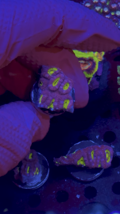 WYSIWYG Frag C — Cheshire Cat Micromussa