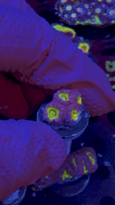 WYSIWYG Frag D — Cheshire Cat Micromussa