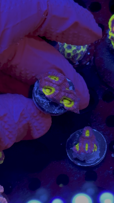 WYSIWYG Frag E — Cheshire Cat Micromussa