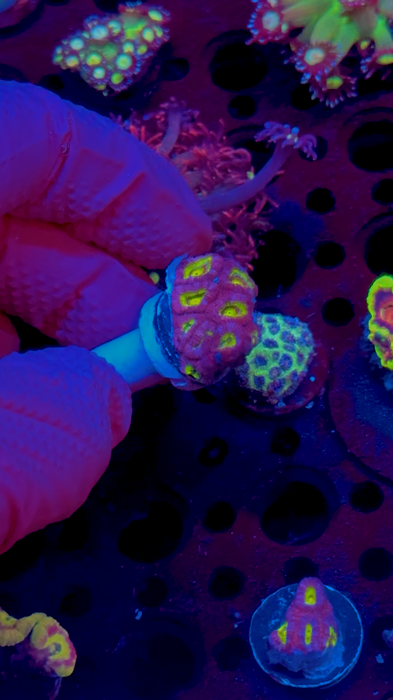 WYSIWYG Frag F — Cheshire Cat Micromussa