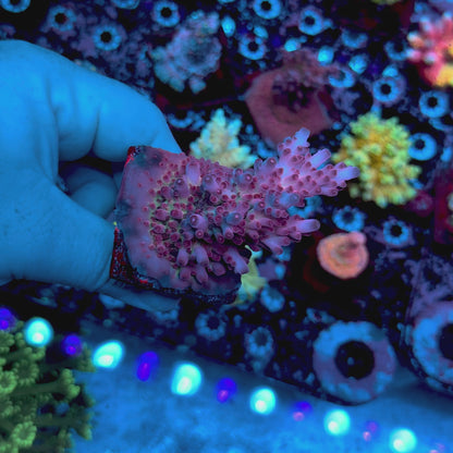 DFS Pink Panther Acropora
