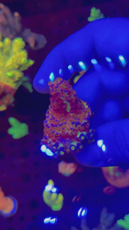 BC Laser Melon Acropora