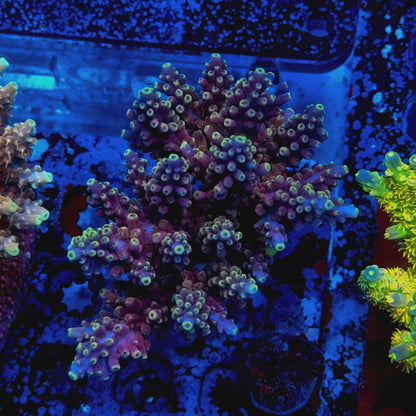 Brads Jaw Dropper Acropora