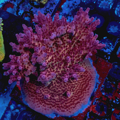 RR Robinhood Acropora — Retired