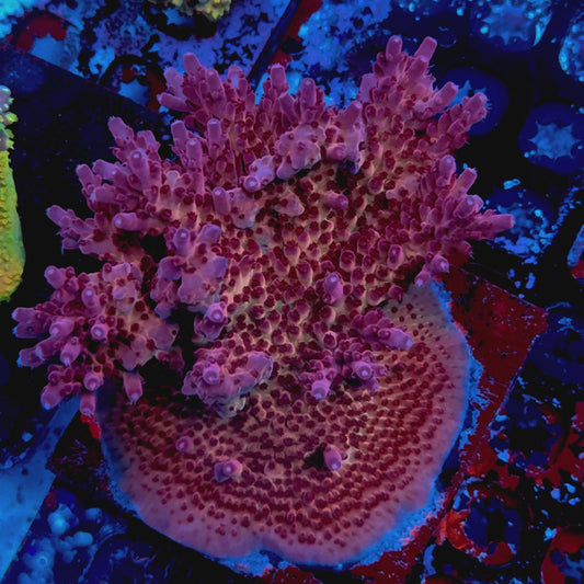 RR Robinhood Acropora — Retired