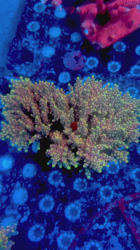 RMF Candyland Acropora