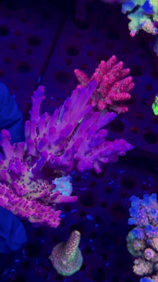 DFS Pink Panther Acropora