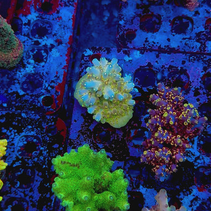 CCH Icarus Granulosa Acropora