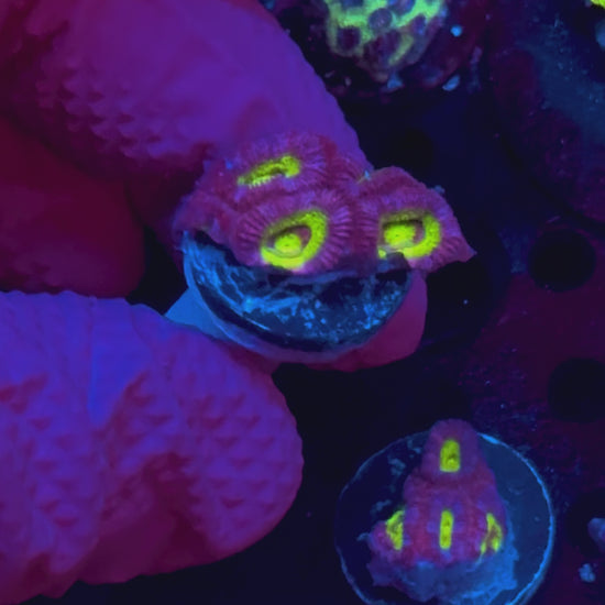Cheshire Cat Micromussa WYSIWYG frag — IMG 1154