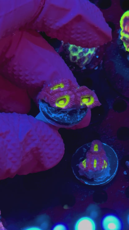 Cheshire Cat Micromussa WYSIWYG frag — IMG 1154