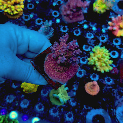 JF Frankie’s Neophobia Acropora — Retired