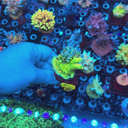 JF Homewrecker Acropora
