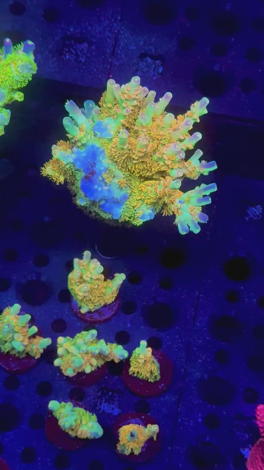 MattV Rainbow Envy Acropora