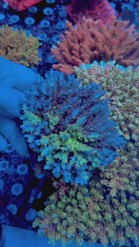 TGC Grafted Boogeyman Acropora