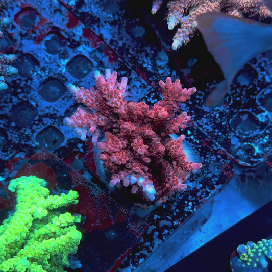 CB Maleficent Acropora Coral