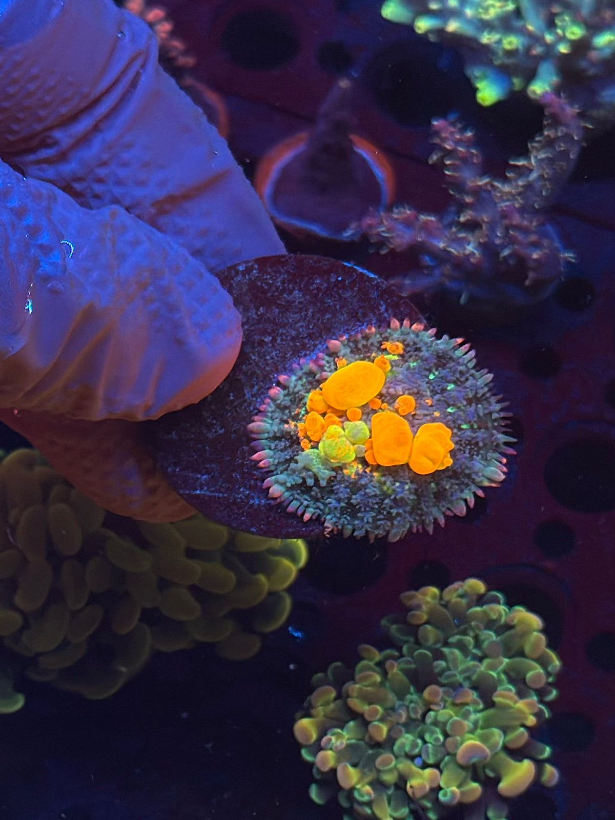 WYSIWYG OG Bounce Mushroom with fluorescent orange and green bubbles on a black frag disc